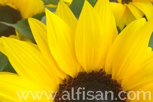 Empresa de jardinería en Leganes